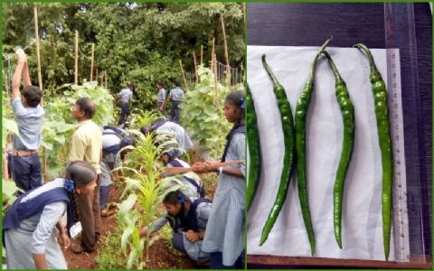 सितारा मिरचीने गाठली सिताऱ्यांसारखी ऊंची