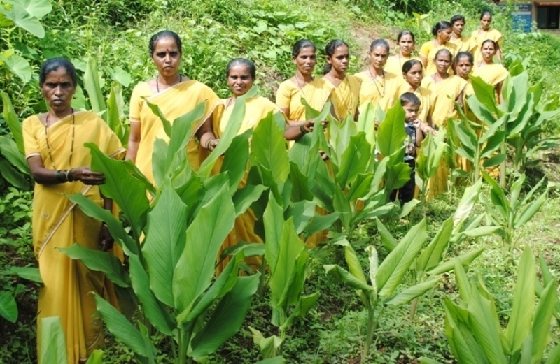 Turmeric Plantation 1_1&n