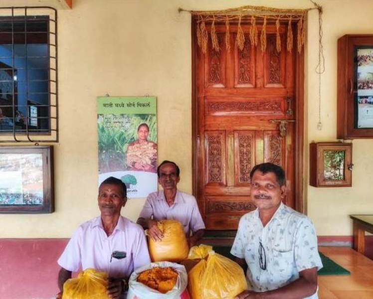 Turmeric Plantation 2_1&n