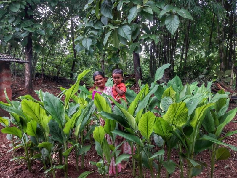 Turmeric Plantation 4_1&n