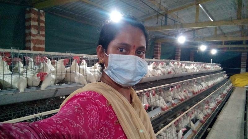 Layer Poultry 2_1 &n