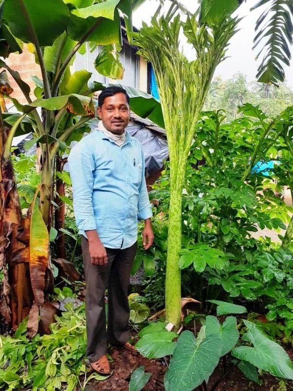 Yam Plantation _1 &n