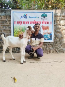 स्थानिक शेळ्यांच्या कळपामध्ये वंश सुधारणा व्हावी यासाठी शेळीपालकांना चांगल्या वंशावळीतील नर आम्ही योजनेतून देतो.