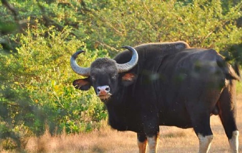 वन्यप्राण्यांचं संकट – शेती सोडायचं की उपाय शोधायचा?